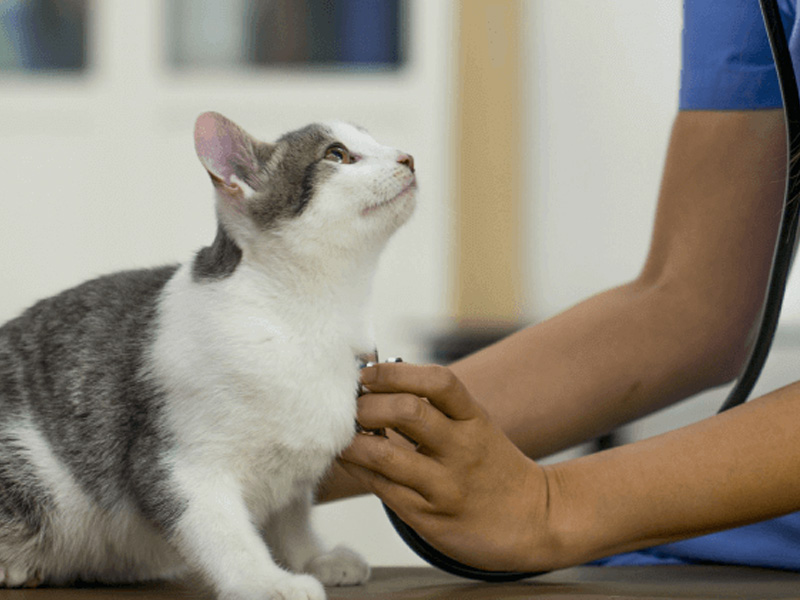 Exercício ilegal da medicina veterinária passa a ser crime no Brasil