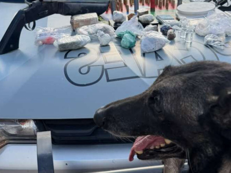 PM apreende armas, drogas e munições com auxílio de cães farejadores no Crato
