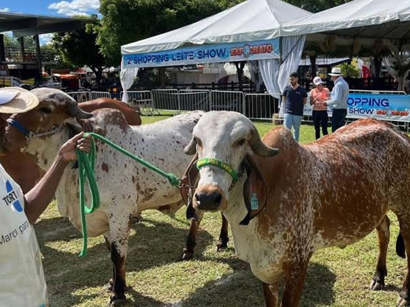Com cinco leilões e Arena Tec, Expocrato 2026 prepara novidades para fortalecer o agronegócio