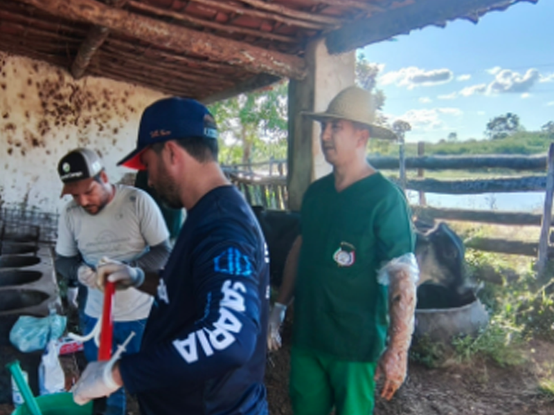 Programa de inseminação artificial fortalece a pecuária em Lavras da Mangabeira