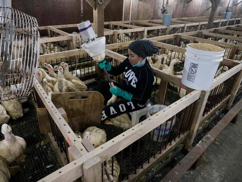 Brasil proíbe produção e venda de foie gras após lei classificar alimentação forçada como maus-tratos