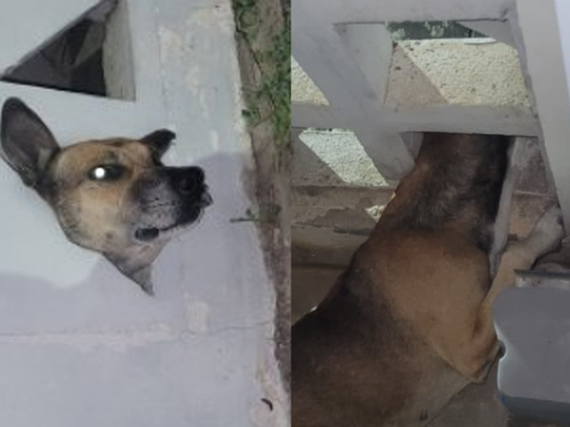 Cachorro é resgatado pelos Bombeiros após ficar preso em cobogó em Juazeiro do Norte