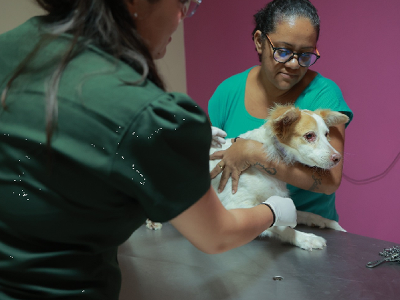 UPAA de Juazeiro do Norte abre inscrições para programa de aprimoramento em Medicina Veterinária