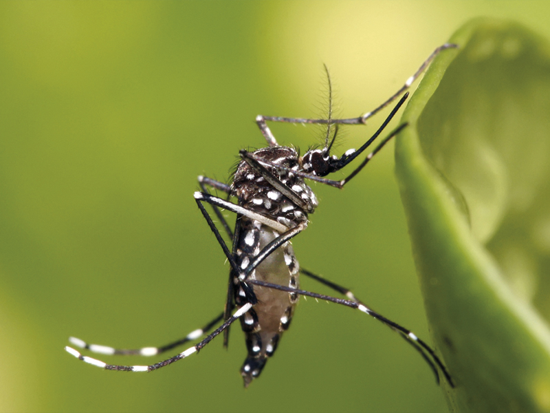 El Niño pode aumentar casos de dengue e chikungunya no Brasil; Ministério da Saúde faz alerta