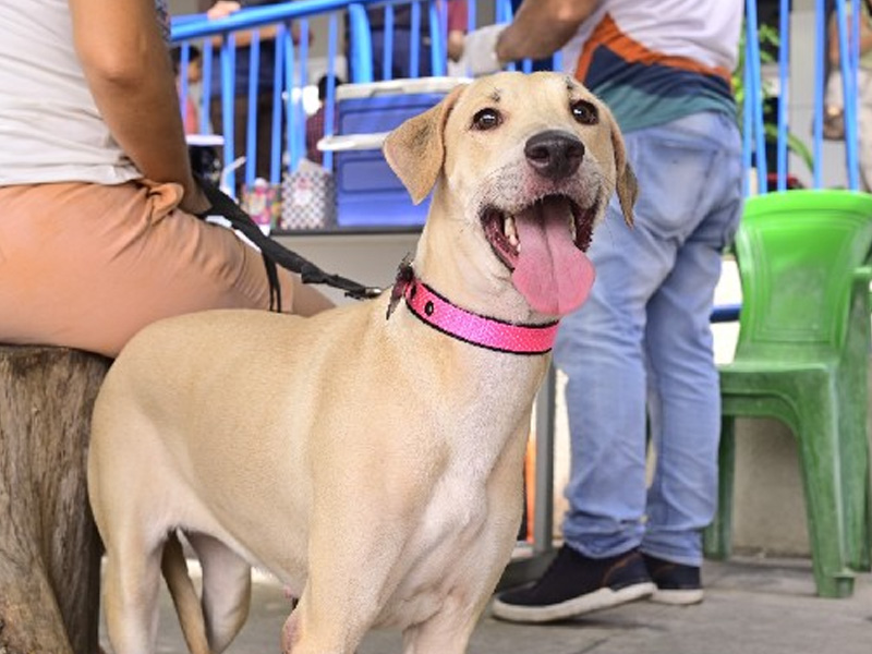 Juazeiro do Norte realiza 2ª Semana Municipal de Combate às Zoonoses, de 6 a 10 de julho