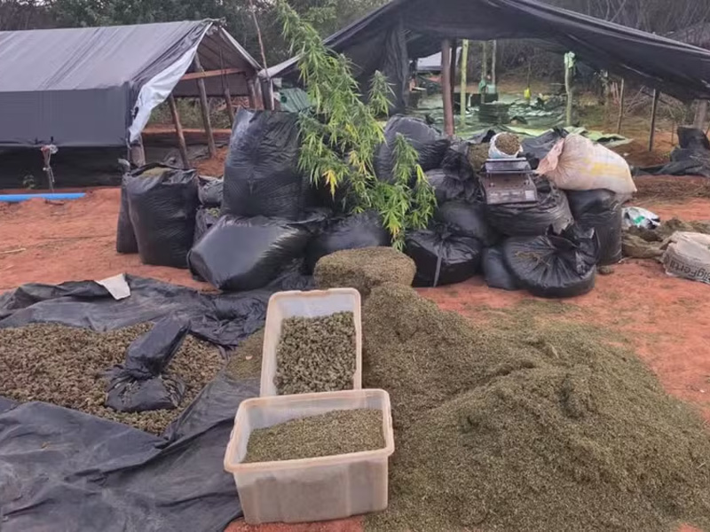 Dono de fazenda onde havia plantação de maconha é solto; arrendatário segue foragido