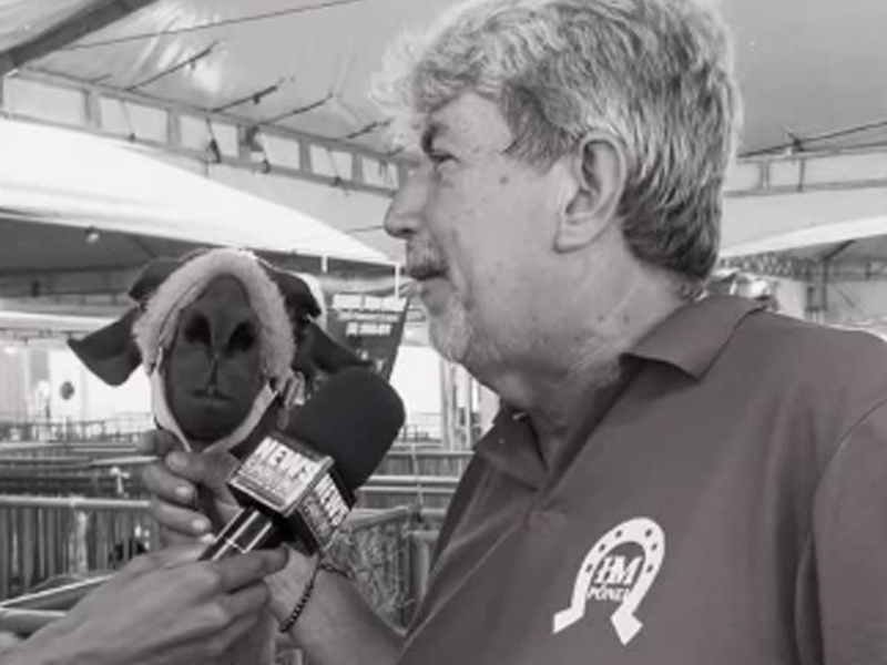 Vídeo: Lhamas e alpacas de haras do recife chamam a atenção da Expocrato