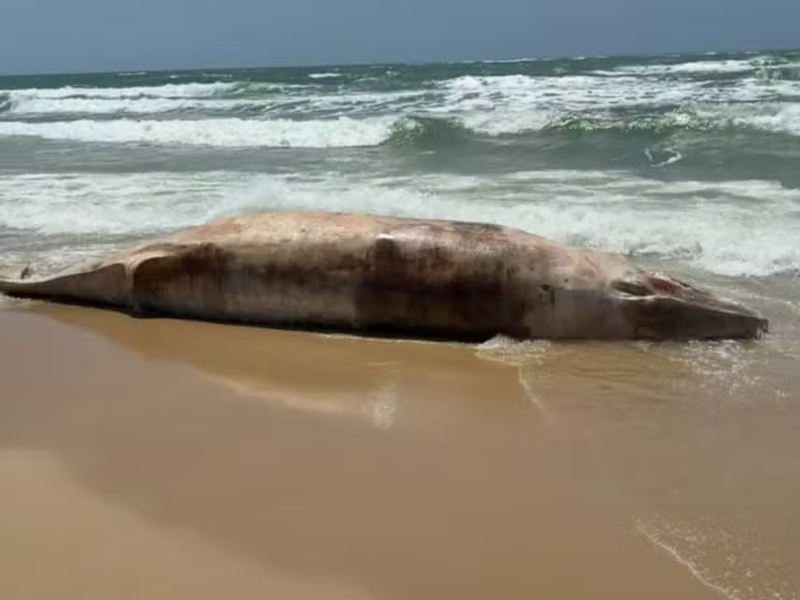 Baleia de cerca de 6 metros é encontrada morta e em decomposição em praia de Paracuru