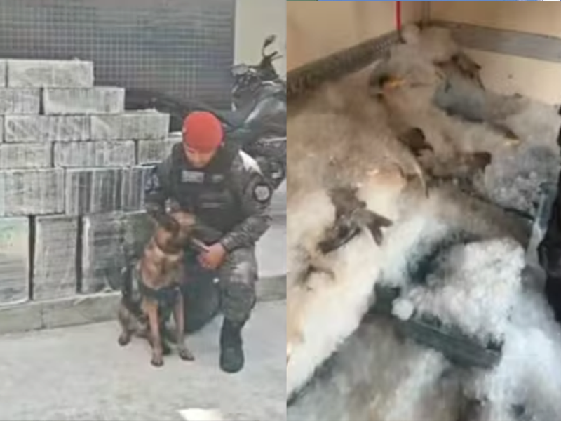 Operação apreende mais de 1 tonelada de cocaína escondida em carga de peixes no Ceará
