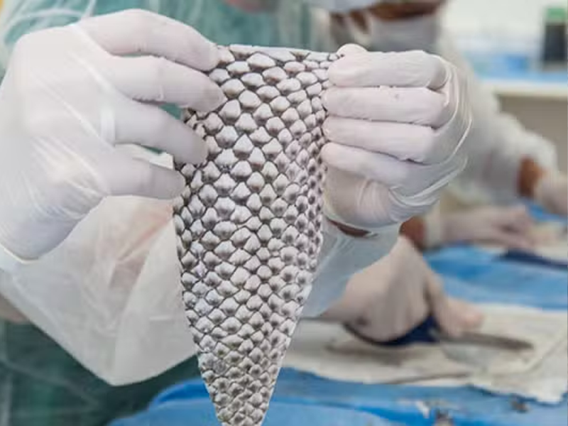 Ceará terá primeira fábrica do Brasil de curativos feitos com pele de tilápia