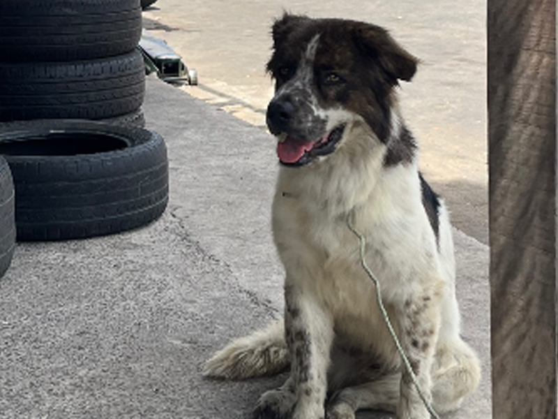 Vídeo: Cachorro é abandonado perto da rodoviária de Juazeiro do Norte; tutora teria deixado animal antes de viajar