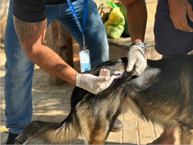 Crato realiza Dia D de vacinação antirrábica em 15 pontos neste sábado (26)