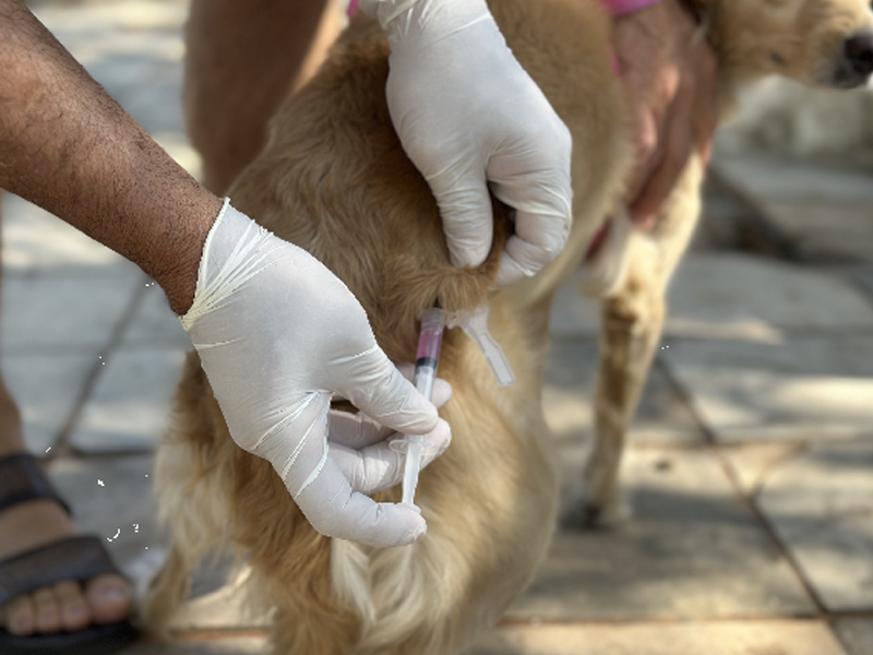 Crato vacina 3.786 cães e gatos no segundo Dia D de vacinação antirrábica