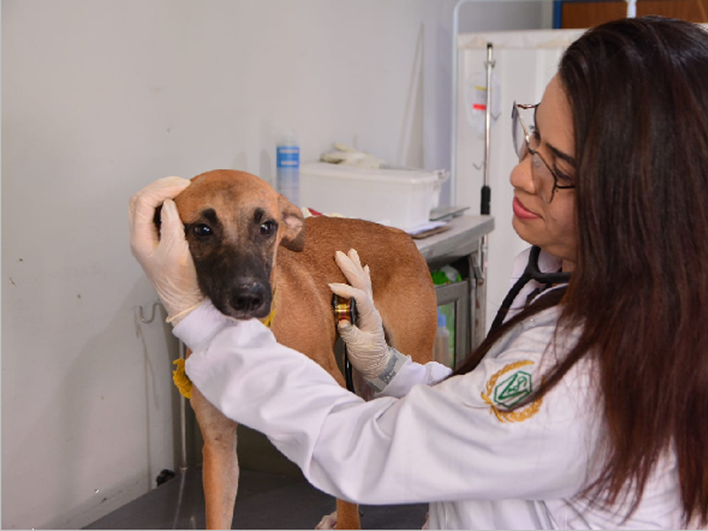 Seamasp disponibiliza consultas veterinárias gratuitas para cães e gatos em Juazeiro do Norte