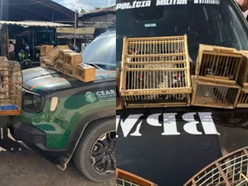 Polícia resgata 27 aves silvestres durante fiscalização em feira livre de Barbalha