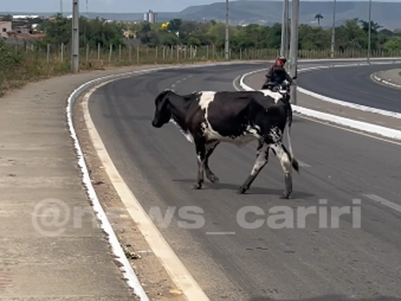 Vídeo: Animais soltos preocupam condutores por riscos de acidente no Anel Viário, em Juazeiro do Norte