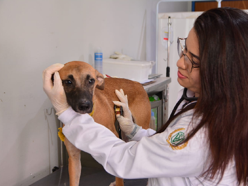 Prefeitura de Juazeiro oferece consultas veterinárias gratuitas até 30 de setembro; veja como agendar