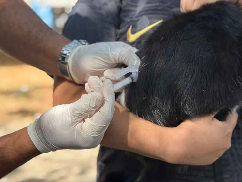 Crato realiza Dia D de vacinação antirrábica neste sábado (17) na zona rural