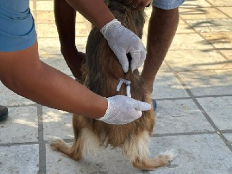 Crato vacina 2.805 cães e gatos durante Dia D de campanha antirrábica na zona rural