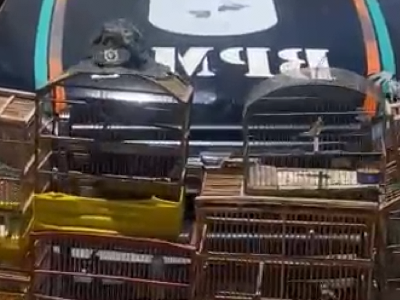 PMCE resgata 20 aves silvestres mantidas em cativeiro irregular em Missão Velha